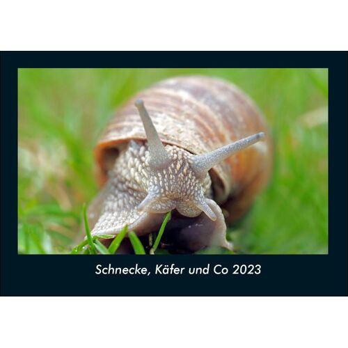 Vero Kalender Schnecke Käfer Und Co 2023 Fotokalender Din A4
