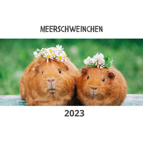 27Amigos Meerschweinchen