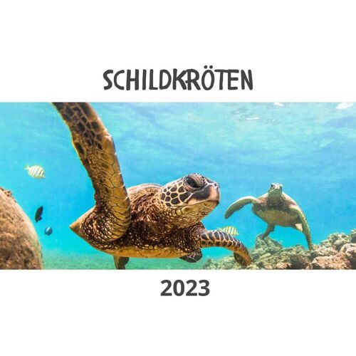 27Amigos Schildkröten