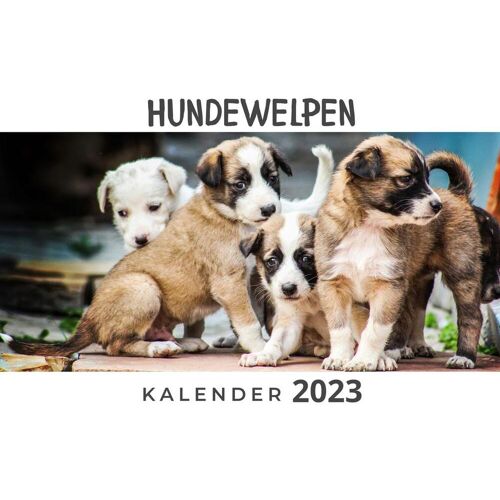 27Amigos Hundewelpen