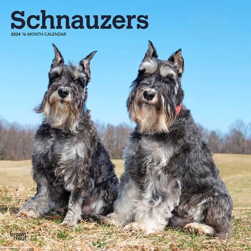 BROWNTROUT PUBL Schnauzers 2024 Square