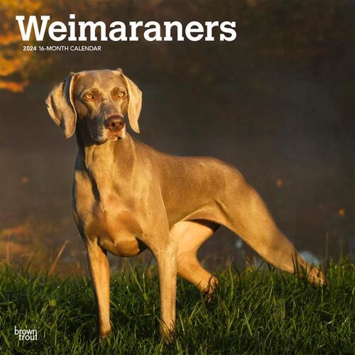 BROWNTROUT PUBL Weimaraners 2024 Square