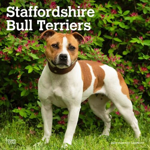 BROWNTROUT PUBL Staffordshire Bull Terriers 2024 Square