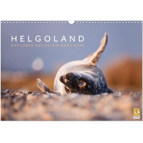 Helgoland - Das Leben Auf Der Düne Helgolands (Wandkalender 2024 Din A3 Quer) Calvendo Monatskalender