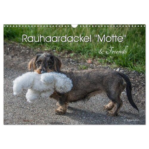 Rauhaardackel Motte & Friends (Wandkalender 2024 Din A3 Quer) Calvendo Monatskalender