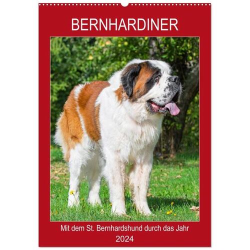 Bernhardiner - Mit Dem St. Bernhardshund Durch Das Jahr (Wandkalender 2024 Din A2 Hoch) Calvendo Monatskalender