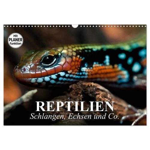 Calvendo Reptilien. Schlangen Echsen Und Co. (Wandkalender 2024 Din A3 Quer) Calvendo Monatskalender