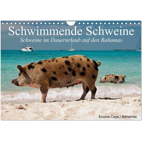 Calvendo Schwimmende Schweine (Wandkalender 2024 Din A4 Quer) Calvendo Monatskalender