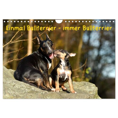 Einmal Bullterrier - Immer Bullterrier (Wandkalender 2024 Din A4 Quer) Calvendo Monatskalender