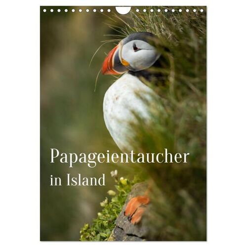 Papageientaucher In Island (Wandkalender 2024 Din A4 Hoch) Calvendo Monatskalender