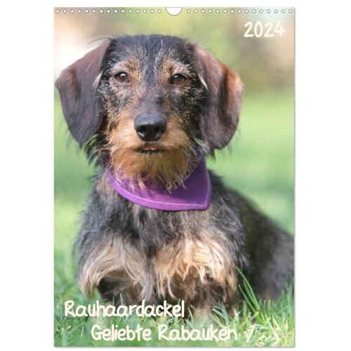 Geliebte Rabauken - Rauhaardackel (Wandkalender 2024 Din A3 Hoch) Calvendo Monatskalender