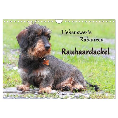 Liebenswerte Rabauken Rauhaardackel / Ch-Version (Wandkalender 2024 Din A4 Quer) Calvendo Monatskalender