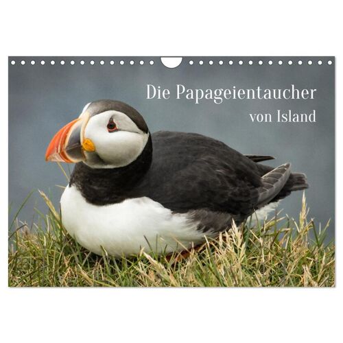 Die Papageientaucher Von Island (Wandkalender 2024 Din A4 Quer) Calvendo Monatskalender