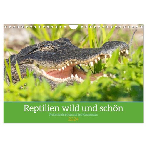 Calvendo Reptilien Wild Und Schön (Wandkalender 2024 Din A4 Quer) Calvendo Monatskalender