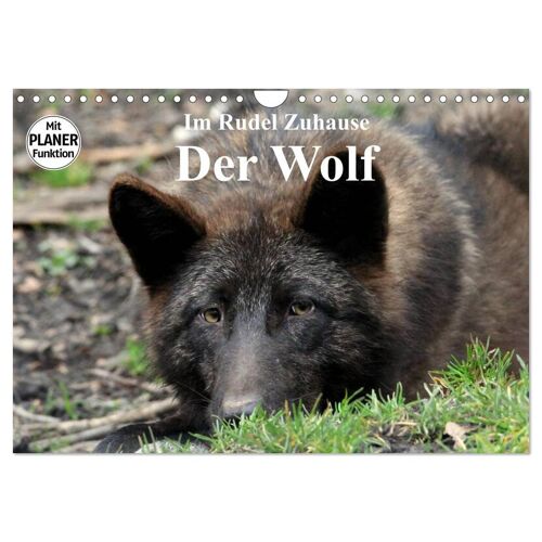Calvendo Verlag Im Rudel Zuhause – Der Wolf (Wandkalender 2024 Din A4 Quer) Calvendo Monatskalender