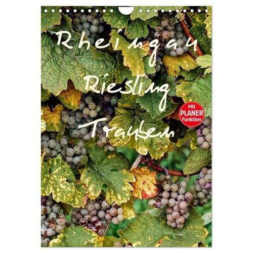Calvendo Verlag Rheingau – Riesling Trauben (Wandkalender 2024 Din A4 Hoch) Calvendo Monatskalender