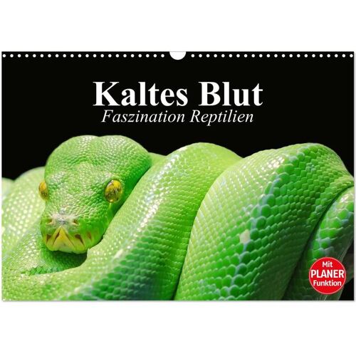 Calvendo Verlag Kaltes Blut. Faszination Reptilien (Wandkalender 2024 Din A3 Quer) Calvendo Monatskalender