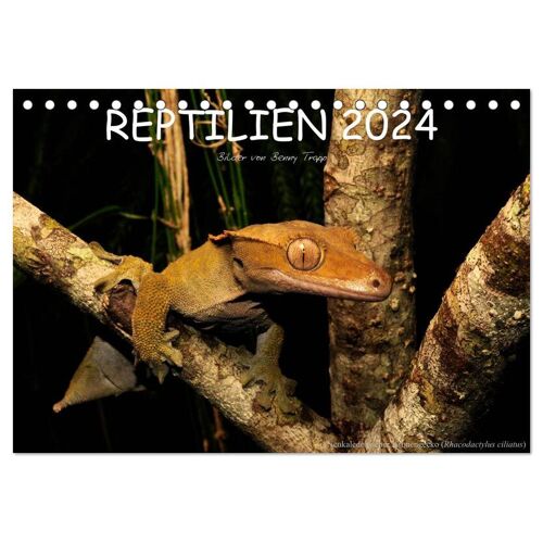 Calvendo Verlag Reptilien (Tischkalender 2024 Din A5 Quer) Calvendo Monatskalender