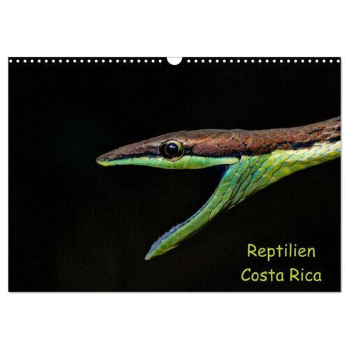 Calvendo Verlag Reptilien Costa Rica (Wandkalender 2024 Din A3 Quer) Calvendo Monatskalender