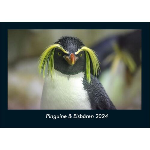 Vero Kalender Pinguine & Eisbären 2024 Fotokalender Din A4