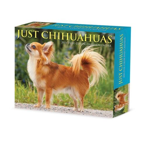WILLOW CREEK PR Chihuahuas 2024 6.2 X 5.4 Box Calendar