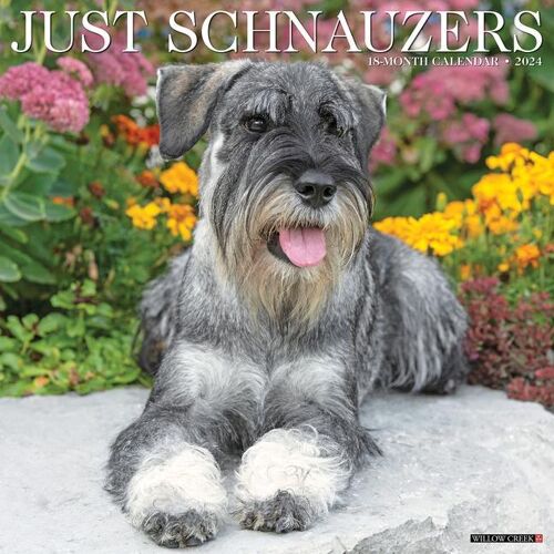 WILLOW CREEK PR Just Schnauzers 2024 12 X 12 Wall Calendar