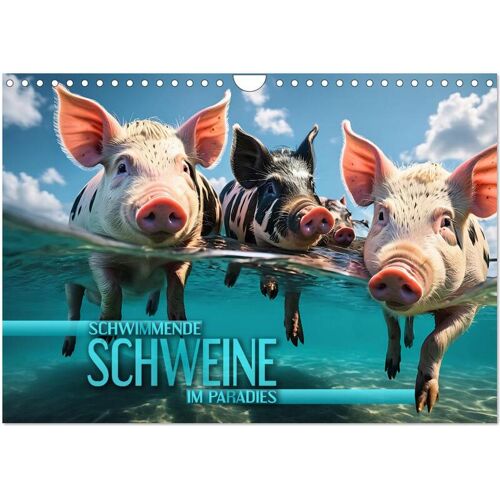 Calvendo Schwimmende Schweine Im Paradies (Wandkalender 2024 Din A4 Quer) Calvendo Monatskalender
