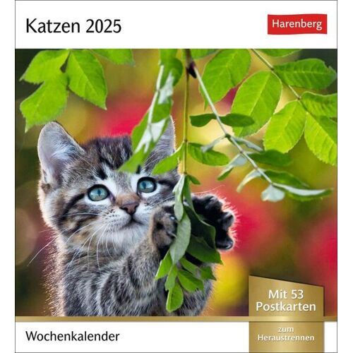 Harenberg Katzen Postkartenkalender 2025 - Wochenkalender Mit 53 Postkarten