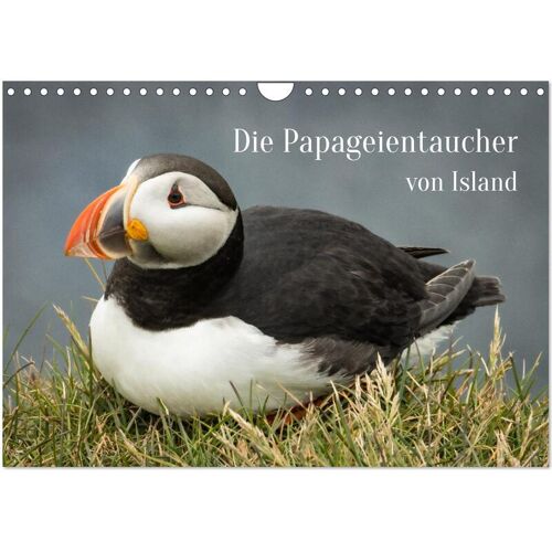 Die Papageientaucher Von Island (Wandkalender 2025 Din A4 Quer) Calvendo Monatskalender