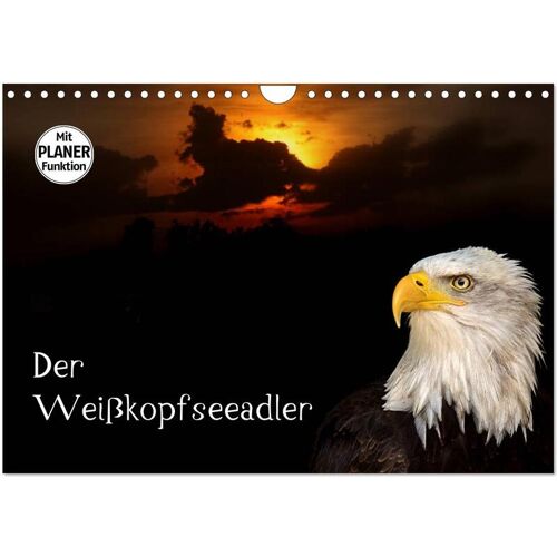 Der Weißkopfseeadler (Wandkalender 2025 Din A4 Quer) Calvendo Monatskalender