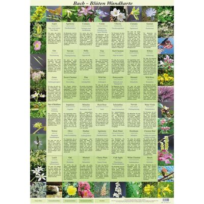 Isotrop-Verlag Bach Blüten Wandkarte Isotrop-Verlag Bach Blüten Wandkarte