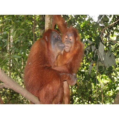 Lais Systeme Orang Utans - 200 Teile (Puzzle)