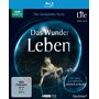 life - das wunder leben