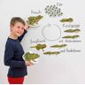 Learning Resources Lebenszyklus des Frosches