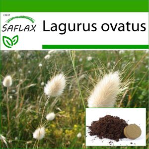 Saflax - Bunny Tail Grass - 100 Samen - Mit Topfsubstrat Für Eine Bessere Kultivierung - Lagurus Ovatus