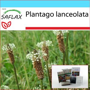 Saflax - Geschenkset - Englischer Wegerich - 100 Samen - Mit Geschenkbox, Karte, Etikett Und Topfsubstrat - Plantago Lanceolata