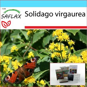 Saflax - Geschenkset - Goldrute - 100 Samen - Mit Geschenkbox, Karte, Etikett Und Topfsubstrat - Solidago Virgaurea