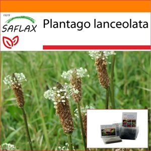 Saflax - Garden In The Bag - Englischer Wegerich - 100 Samen - Mit Substrat Im Passenden Standbodenbeutel - Plantago Lanceolata