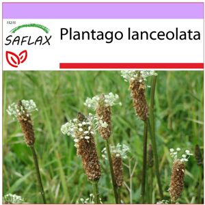 Saflax - Englischer Wegerich - 100 Samen - Plantago Lanceolata