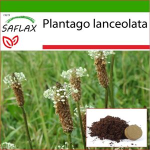 Saflax - Englischer Kochbananen - 100 Samen - Mit Topfsubstrat Für Eine Bessere Kultivierung - Plantago Lanceolata