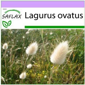 Saflax - Hasenschwanzgras - 100 Samen - Lagurus Ovatus