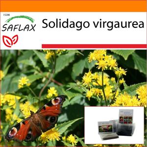 Saflax - Garden In The Bag - Goldrute - 100 Samen - Mit Substrat Im Passenden Standbodenbeutel - Solidago Virgaurea