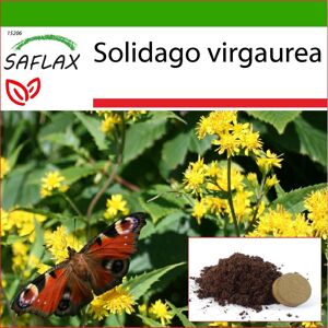 Saflax - Goldrute - 100 Samen - Mit Topfsubstrat Für Bessere Kultivierung - Solidago Virgaurea