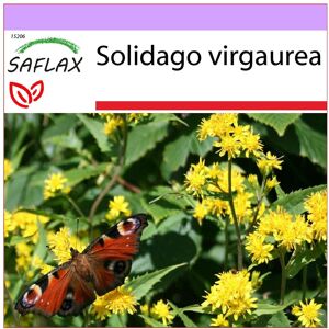 Saflax - Goldrute - 100 Samen - Solidago Virgaurea