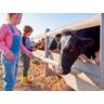 SBX Familienabenteuer auf dem Bauernhof: Tiere füttern und Minikutschfahrt