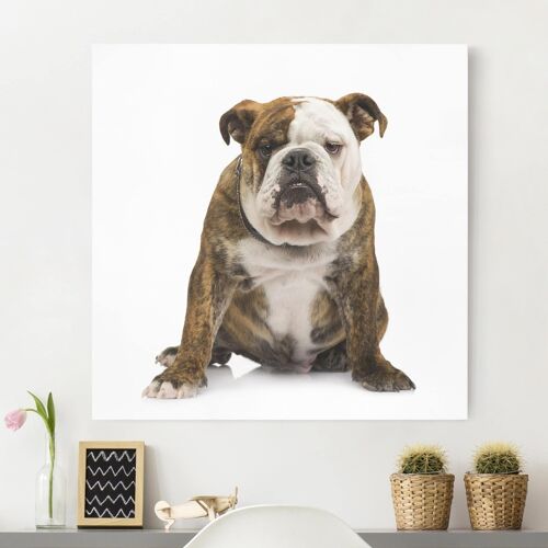 Leinwandbild Tiere - Quadrat Bulldogge
