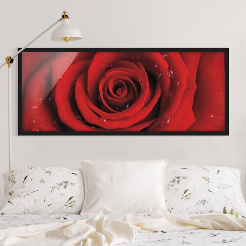 Bild mit Rahmen Blumen - Panorama Rote Rose mit Wassertropfen