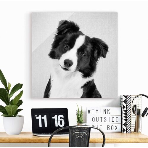 Glasbild Bordercollie Benni Schwarz Weiß