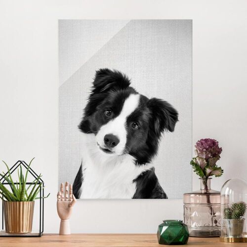 Glasbild Bordercollie Benni Schwarz Weiß