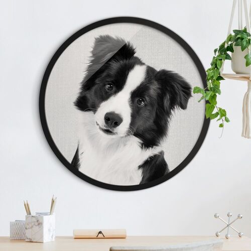 Rundes Gerahmtes Bild Bordercollie Benni Schwarz Weiß